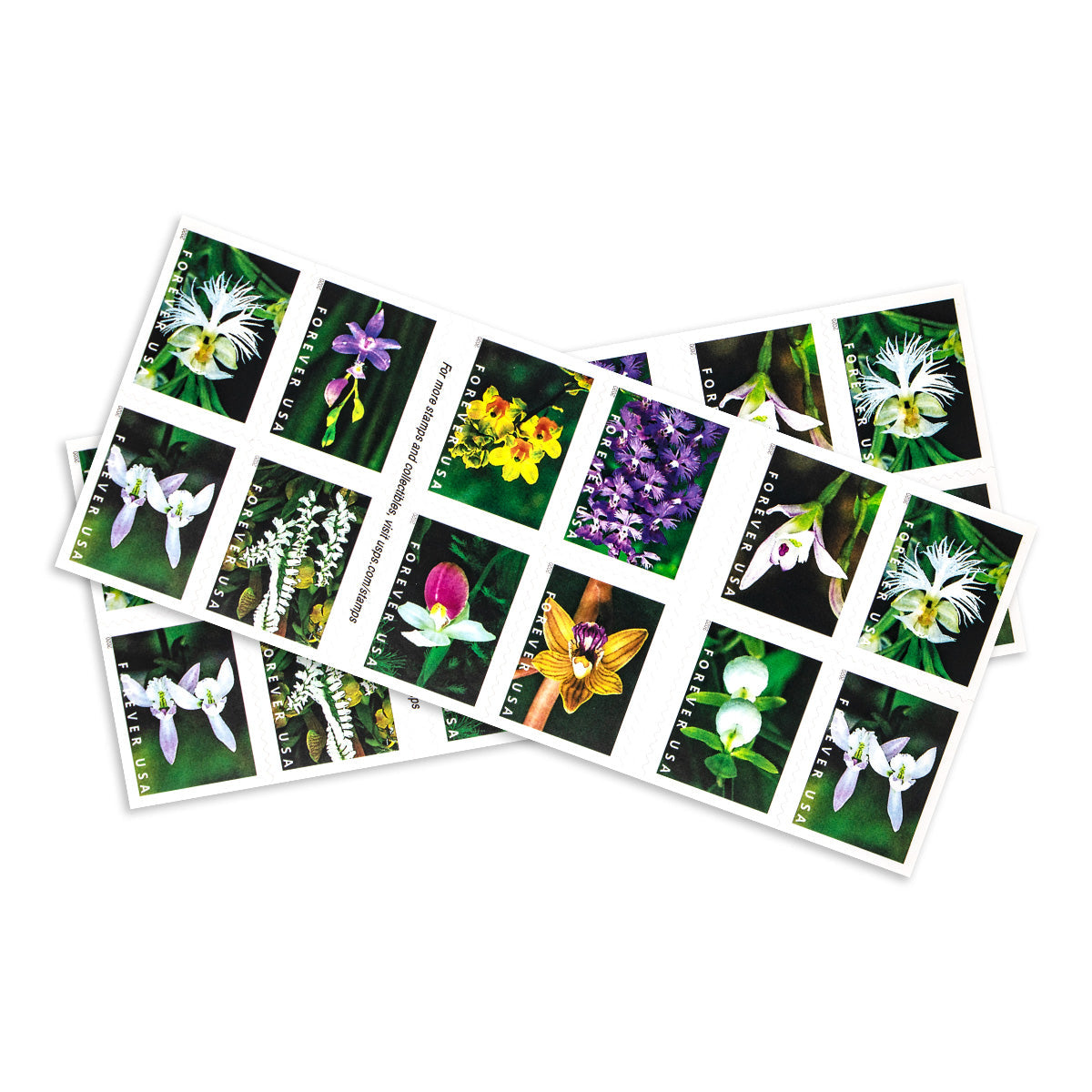 2020 Wild Orchids Forever First Class Postage Stamps Foreverstamp