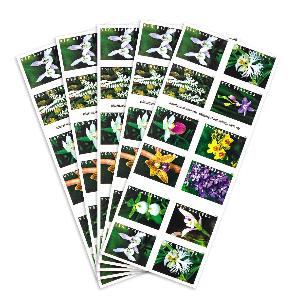2020 Wild Orchids Forever First Class Postage Stamps Foreverstamp