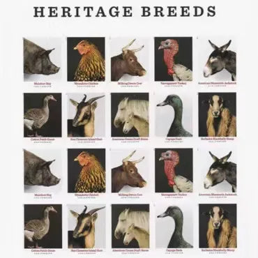 2021 Heritage Breeds Forever First Class Postage Stamps Foreverstamp